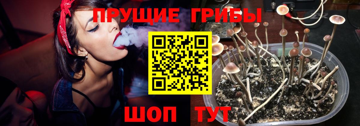 Магадан  Галлюциногенные грибы Cubensis  закладки  Вход с VPN 